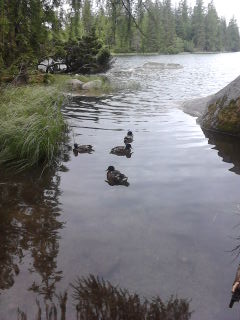 Štrbské pleso